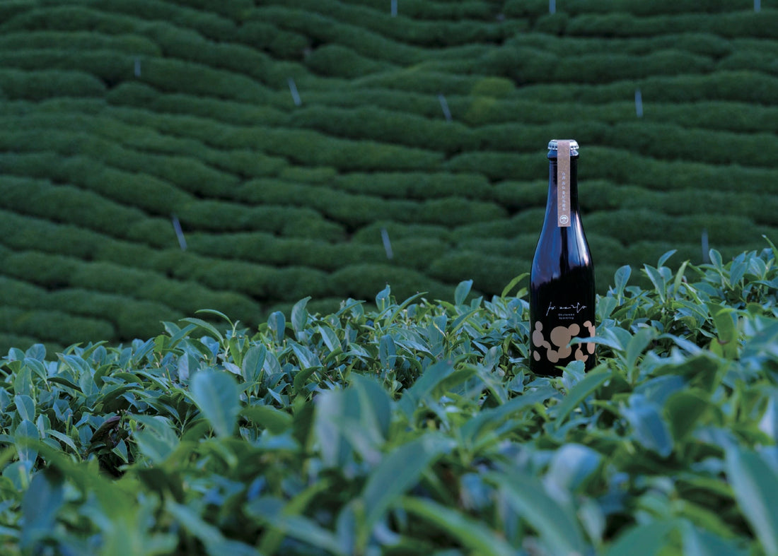 RICE MEETS TEA｜台日共釀風味革新，奧丹波PIZZICA氣泡清酒